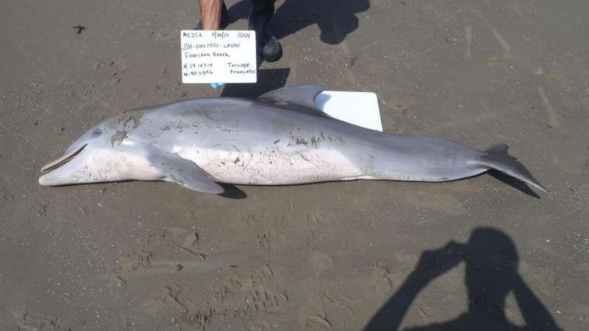 EDIT_07-30-2012 Stranded dolphin Port Fourchon open jaw LDWF Photo.jpg