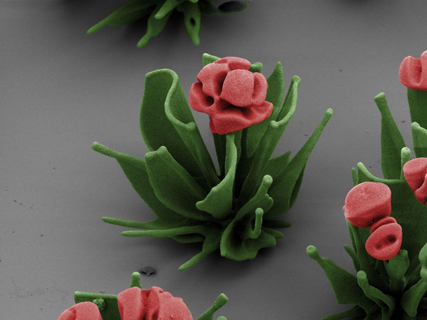 pink-nanoflowers-Wim-Noorduin.jpg