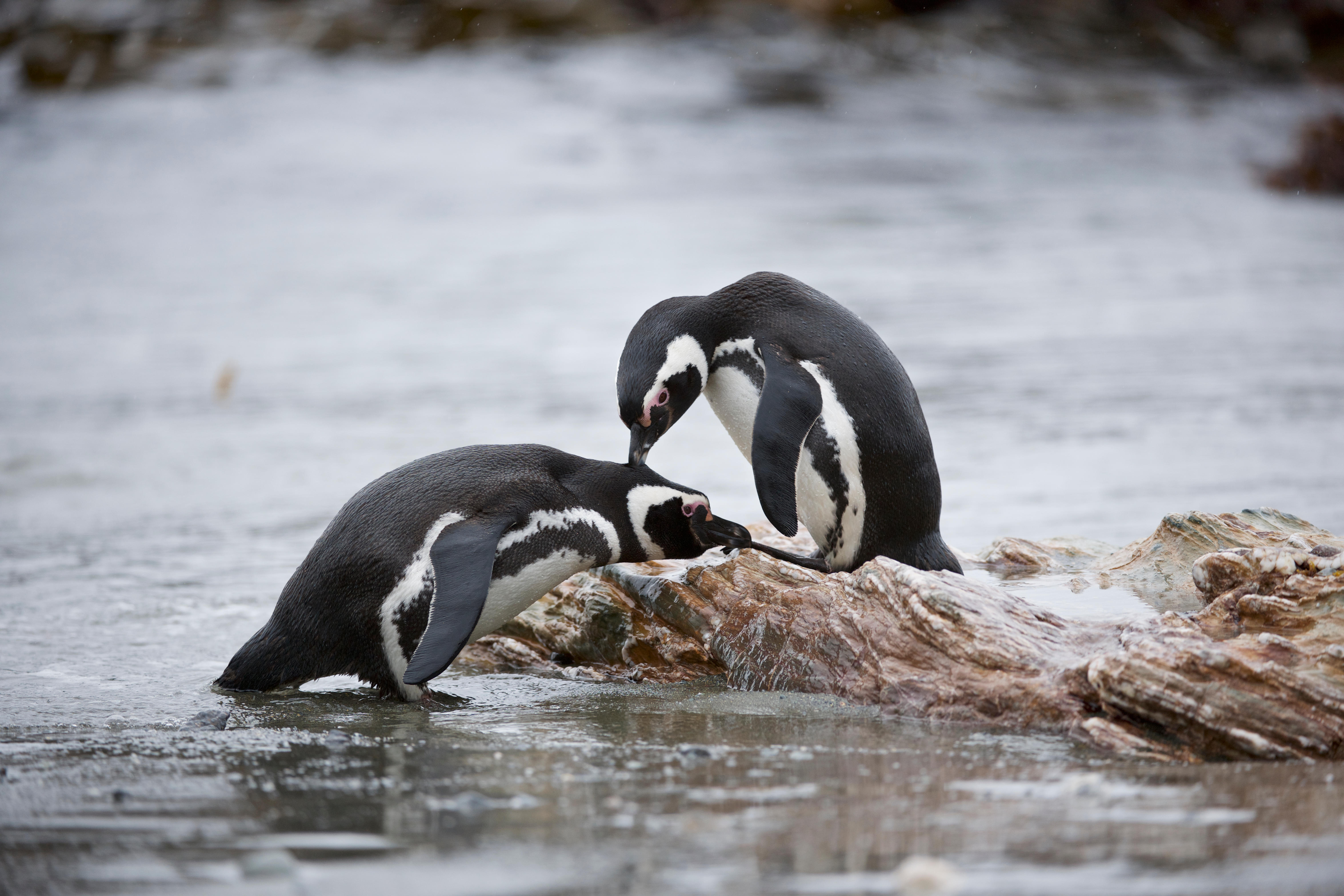 penguin