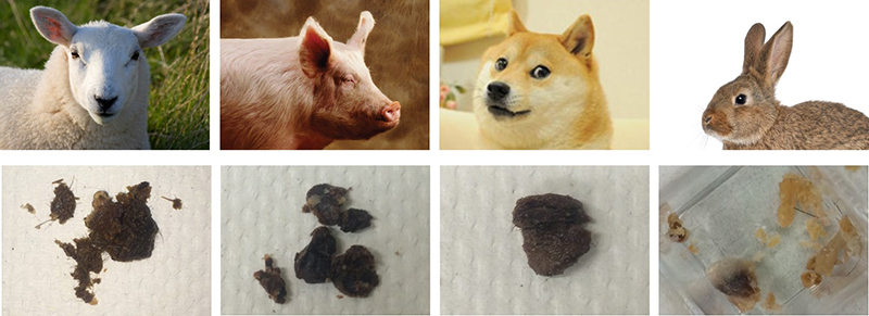 earwax-in-different-animals.jpg