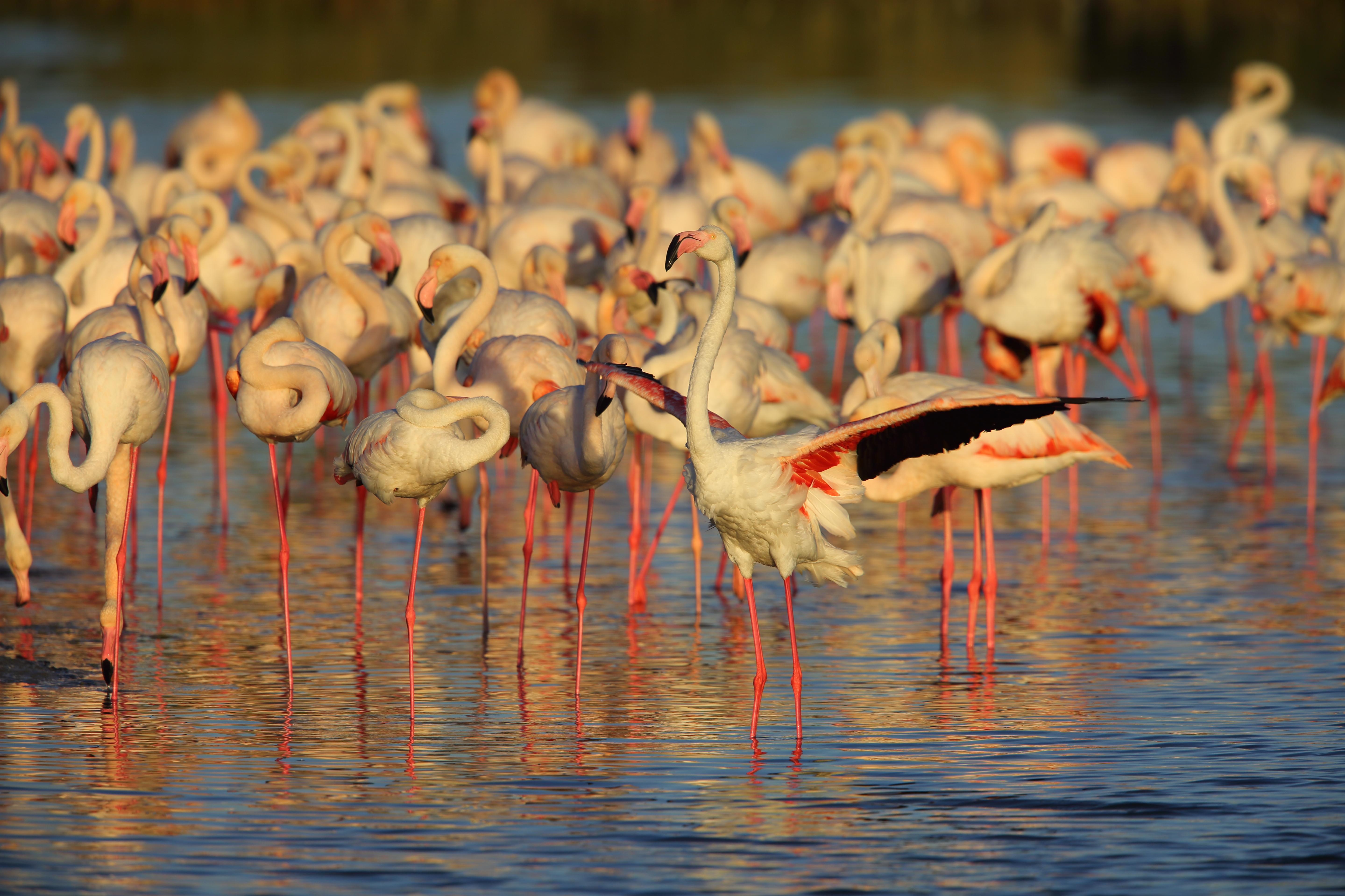 Greater Flamingo (Phoenicopterus roseus) in Dubai, United Arab Emirates