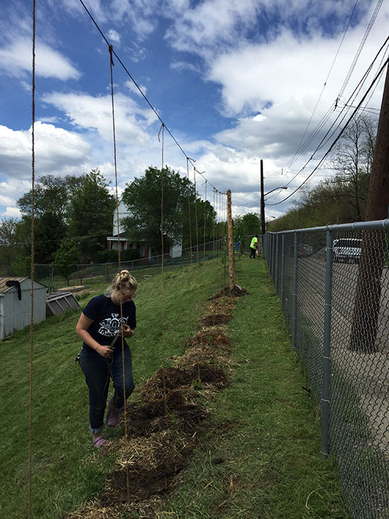 hops-on-lots-hazelwood.jpg