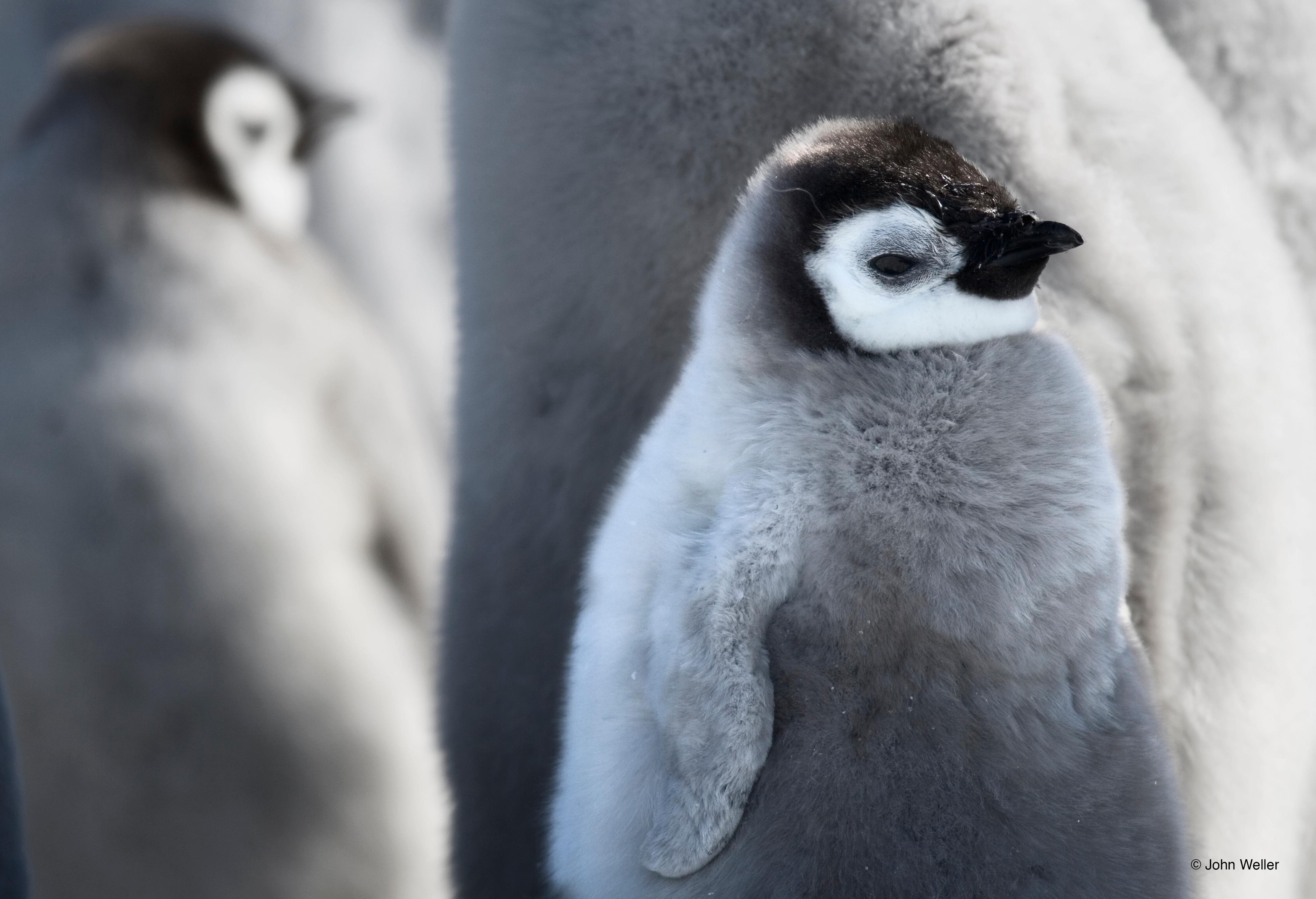 Penguin chicks