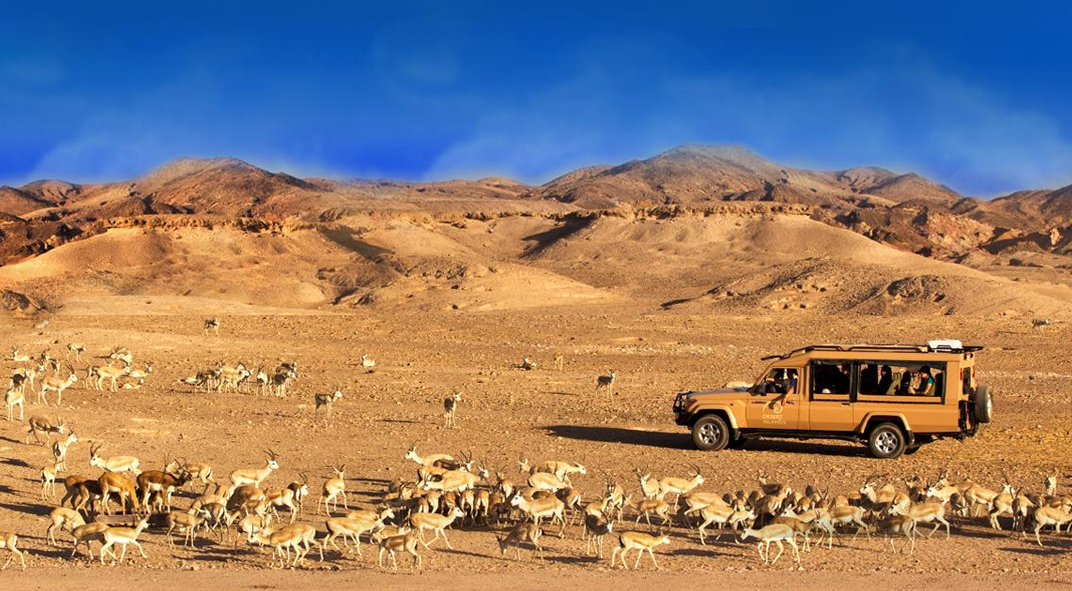 Abu Dhabi Safari