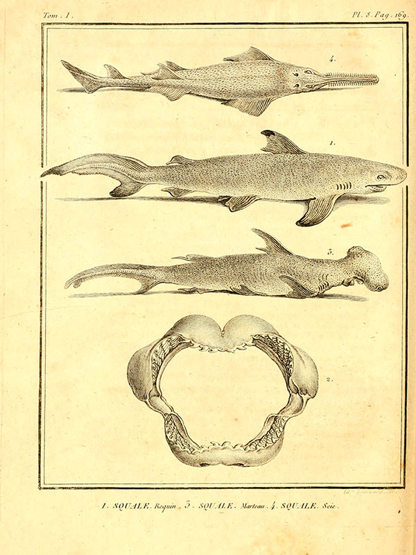 lapecedesharks-2.jpg
