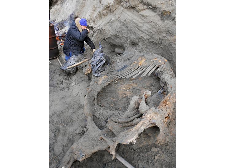 mammoth-bones.jpg