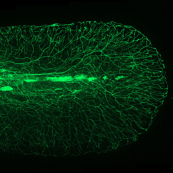 Zebrafish neural network