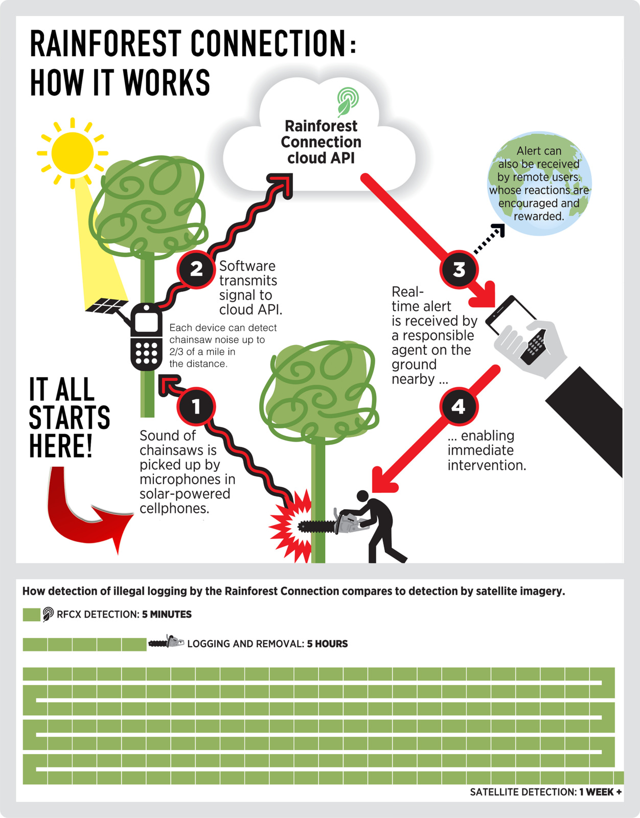 Rainforest Infographic.jpg