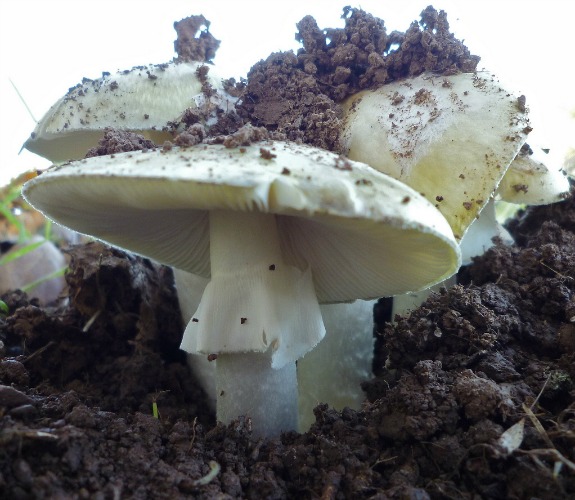 mushroom