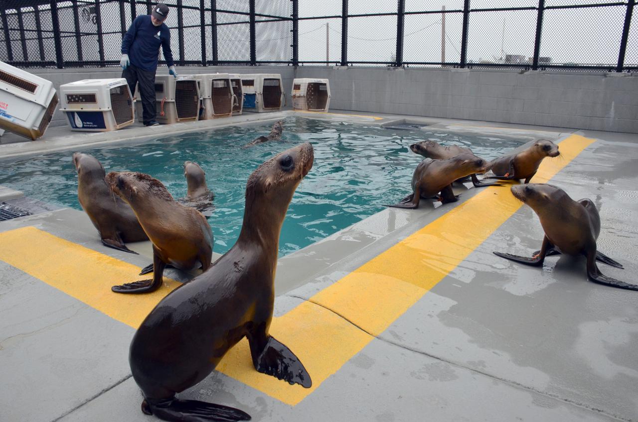 C. California sea lions_Ingrid Overgard.jpg