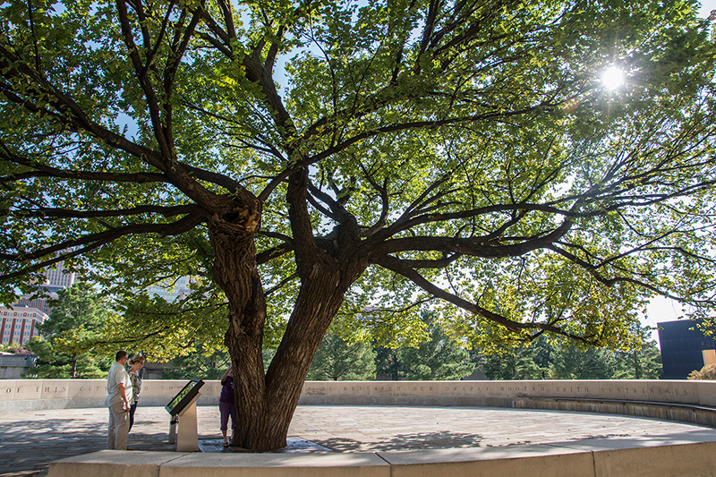 Survivor-Tree-100615.jpg