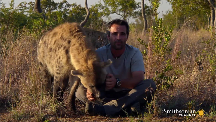 Why Do Hyenas Laugh? | Smithsonian