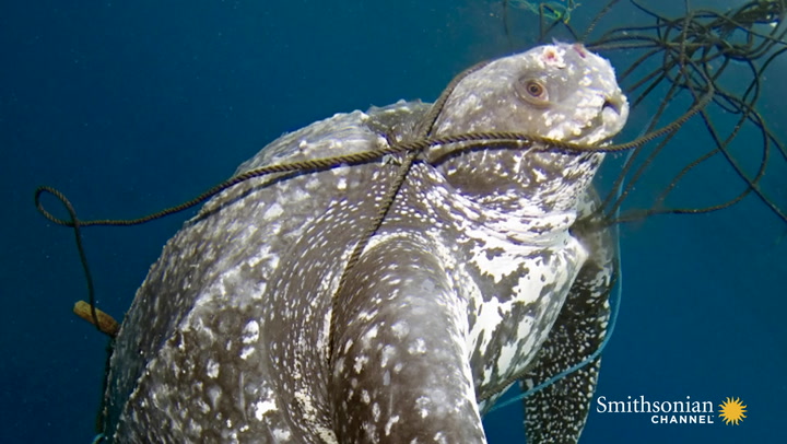 Scientists Go on a Mission to Save Sea Turtles