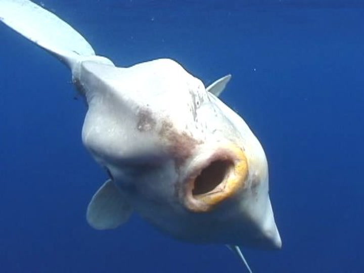 Swim with the Mola Mola | Smithsonian